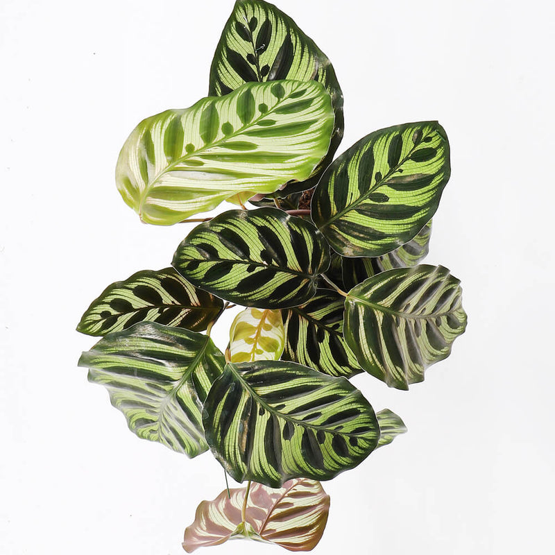 Calathea Makoyana