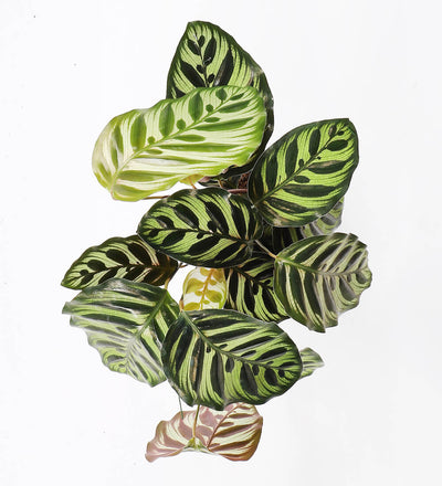 Calathea Makoyana