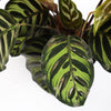 Calathea Makoyana