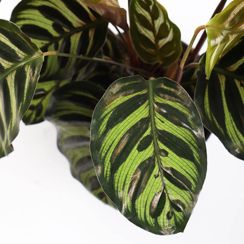 Calathea Makoyana