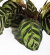 Calathea Makoyana