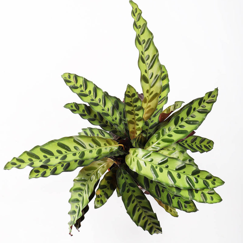 Rattlesnake Plant
