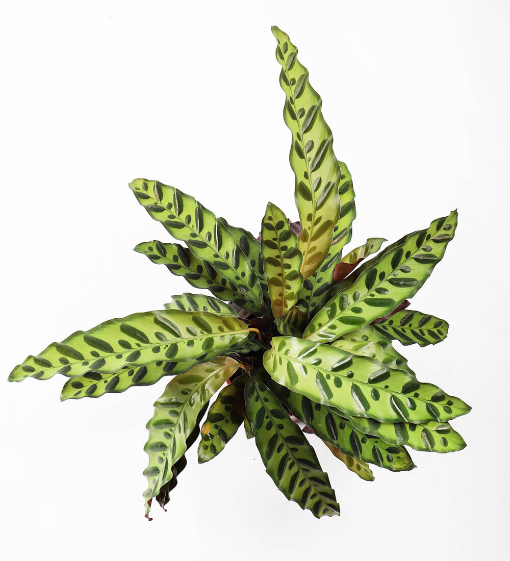 Rattlesnake Plant