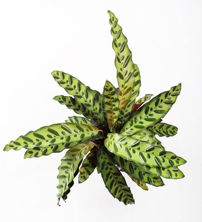 Rattlesnake Plant