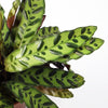 Rattlesnake Plant
