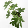 Fatsia Japonica