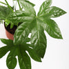 Fatsia Japonica