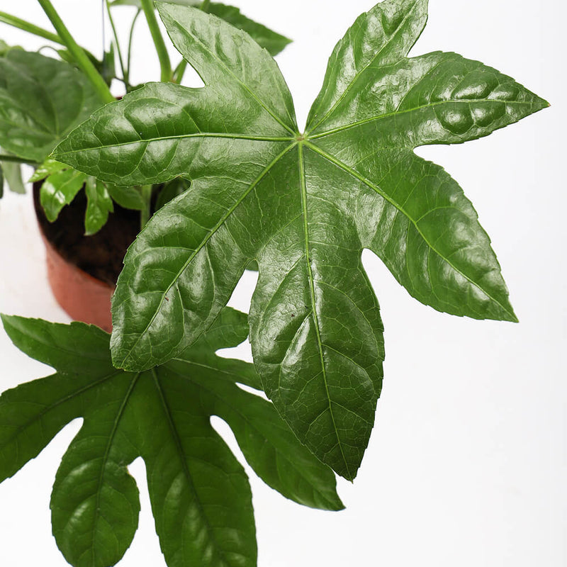 Fatsia Japonica