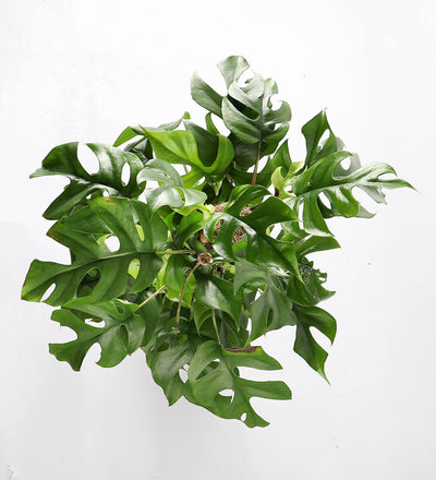 Monstera Minima on a Moss Pole