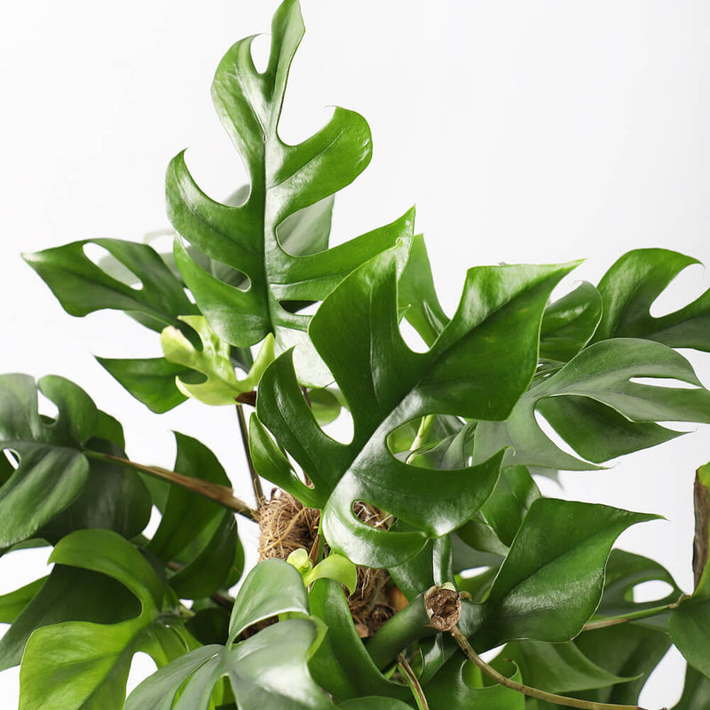 Monstera Minima on a Moss Pole
