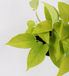 Neon Pothos & Pot
