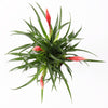 Vriesea Astrid