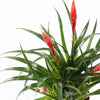 Vriesea Astrid