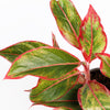 Chinese Evergreen