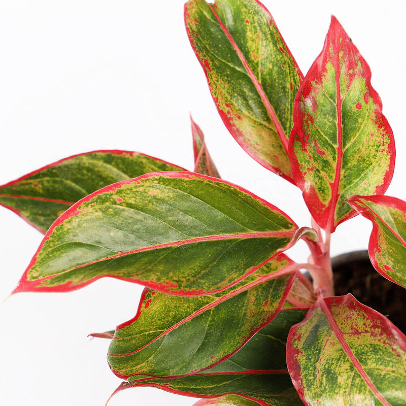 Chinese Evergreen