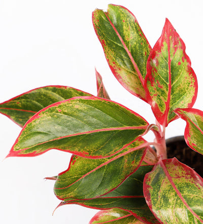 Chinese Evergreen