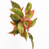 Chinese Evergreen