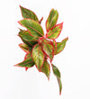 Chinese Evergreen