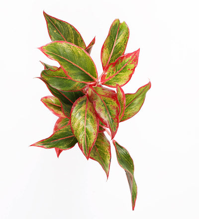 Chinese Evergreen