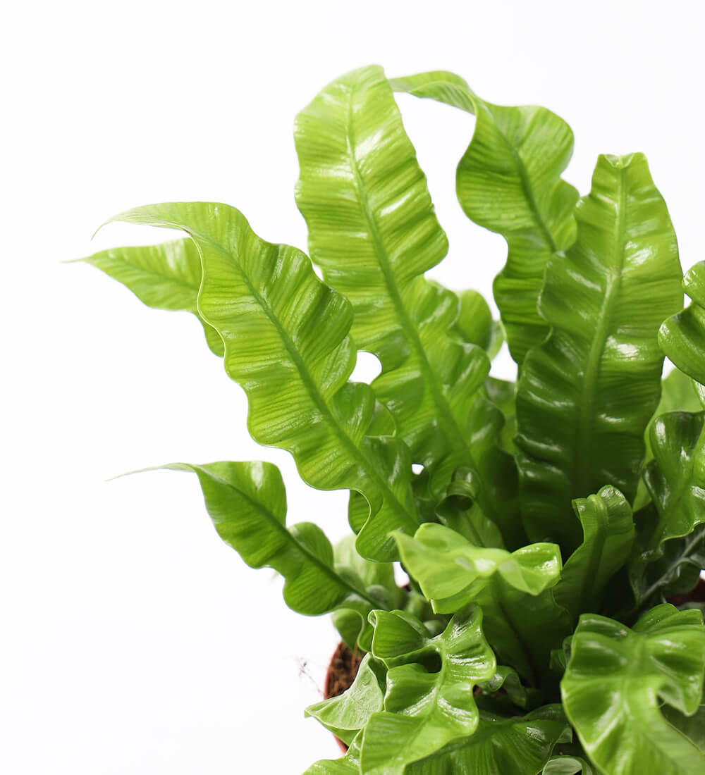 Crispy Wave Fern