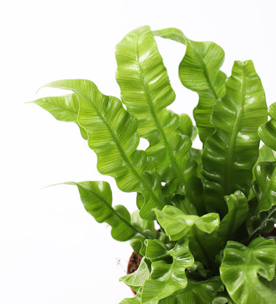Crispy Wave Fern