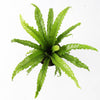 Birds Nest Fern