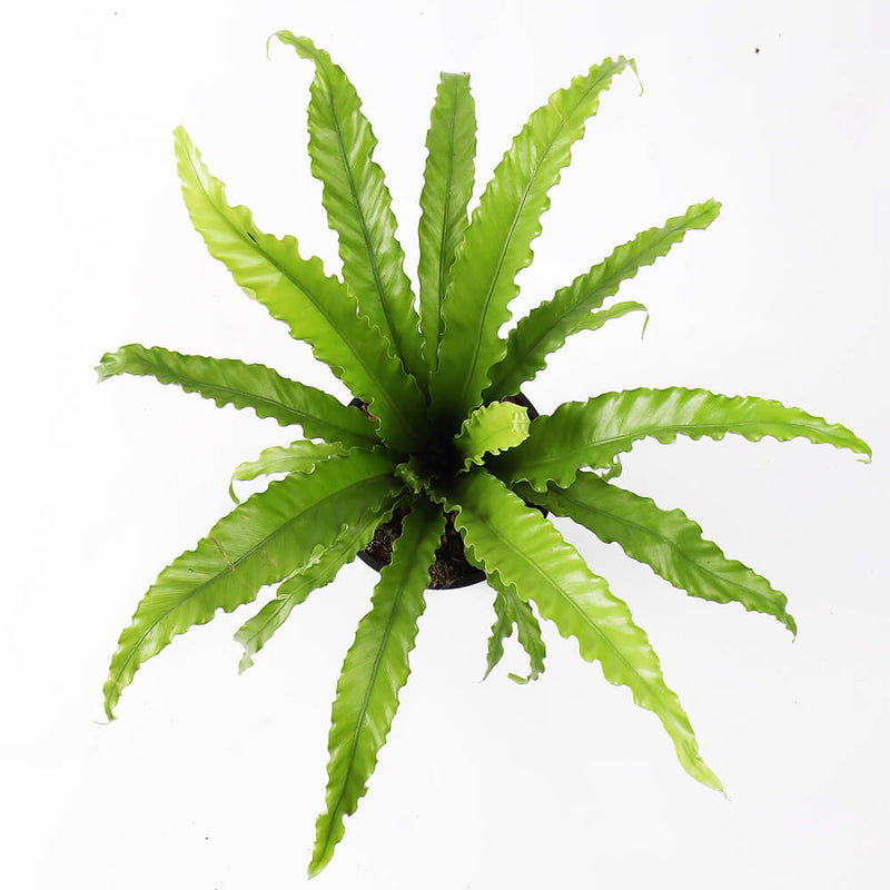 Birds Nest Fern