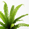 Birds Nest Fern