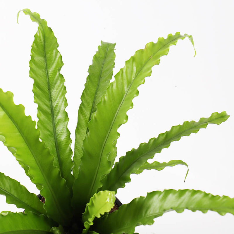 Birds Nest Fern