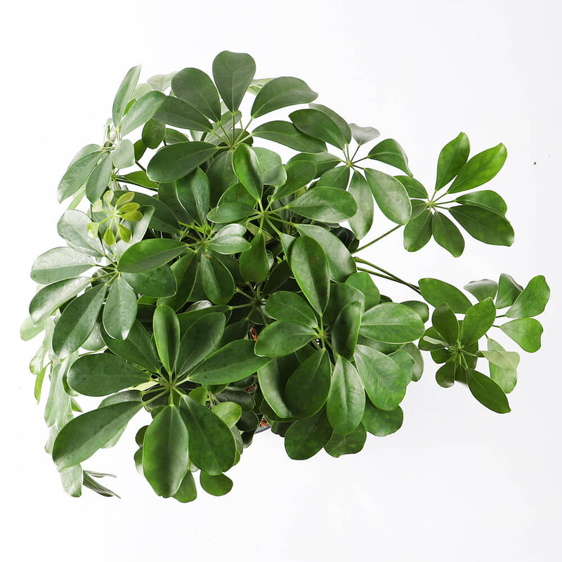 Schefflera Tree