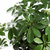 Schefflera Tree