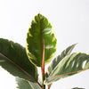 Ficus Robusta Tineke
