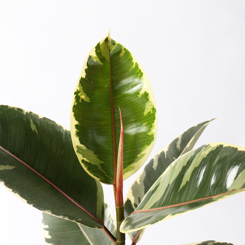 Ficus Robusta Tineke