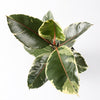 Ficus Robusta Tineke