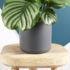 Elho Matt Pot (16cm) (2 Colours)