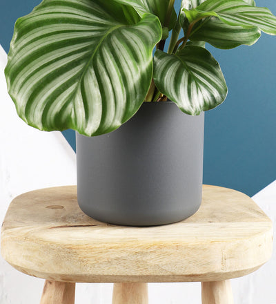 Elho Matt Pot (16cm) (2 Colours)