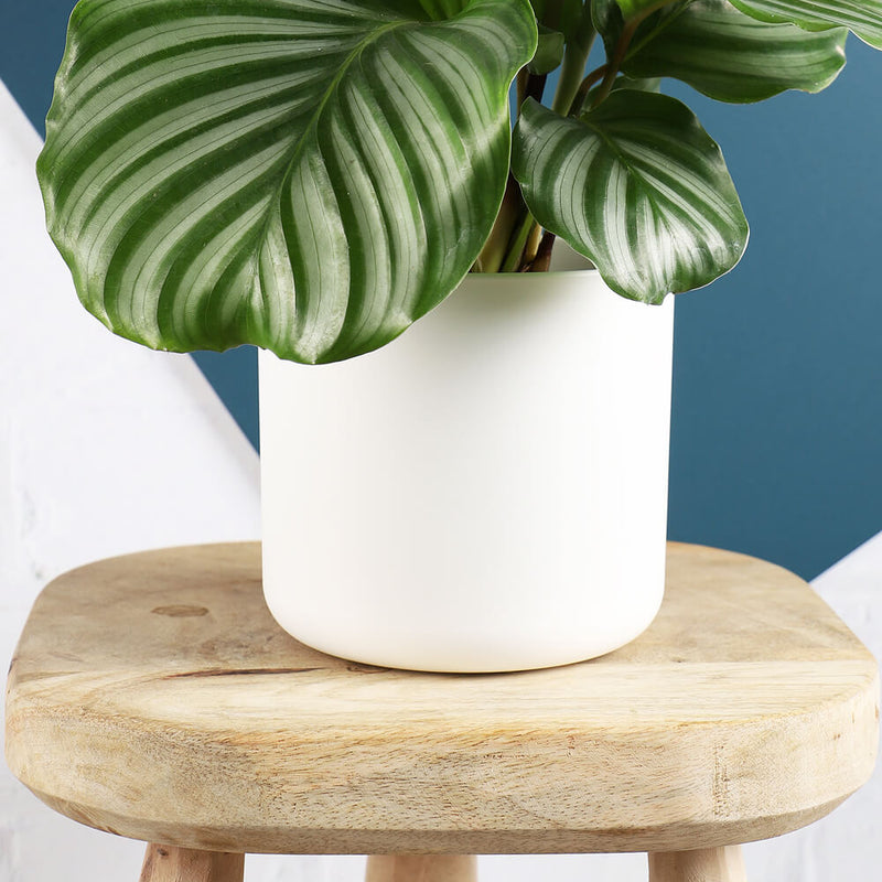 Elho Matt Pot (16cm) (2 Colours)