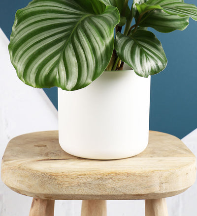 Elho Matt Pot (16cm) (2 Colours)