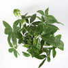 Money Tree
