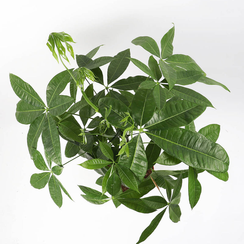 Money Tree