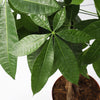 Money Tree