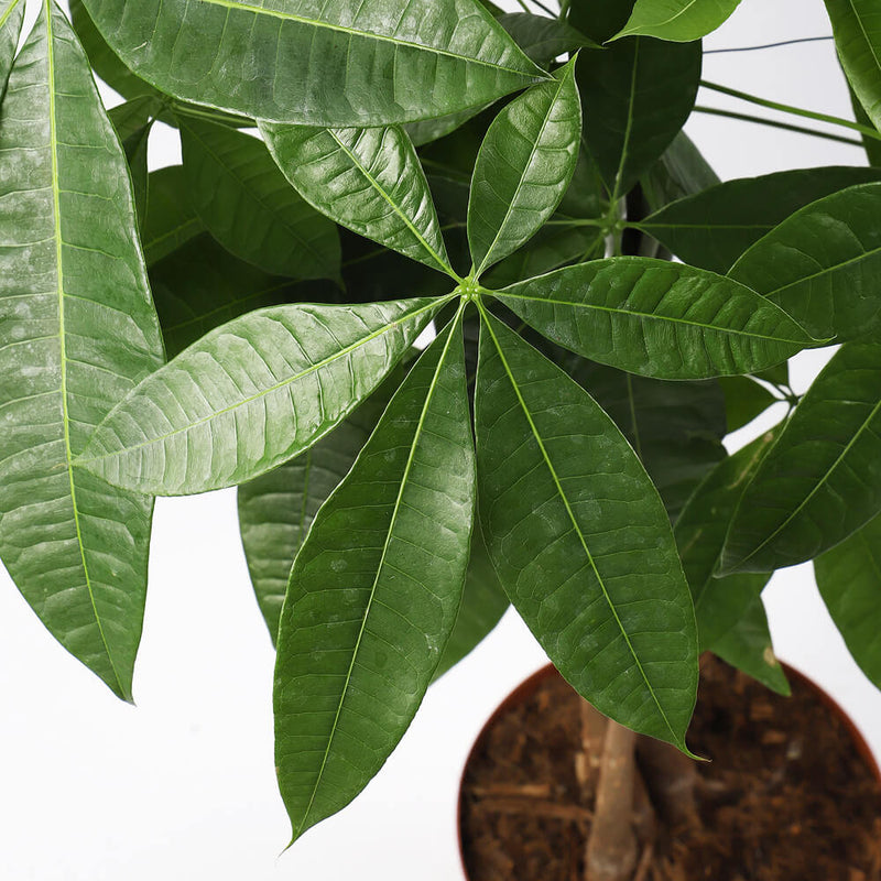 Money Tree