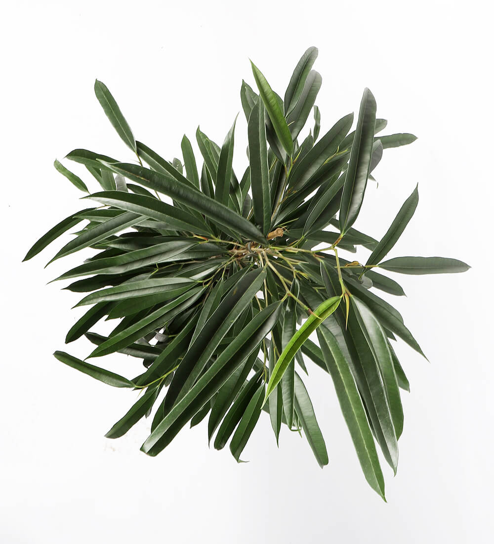 Ficus Amstel King