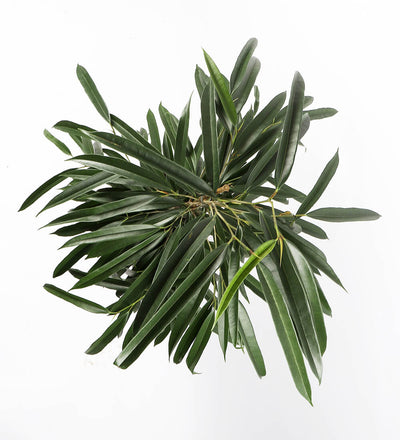 Ficus Amstel King