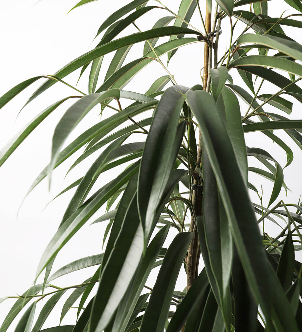 Ficus Amstel King