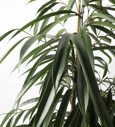 Ficus Amstel King