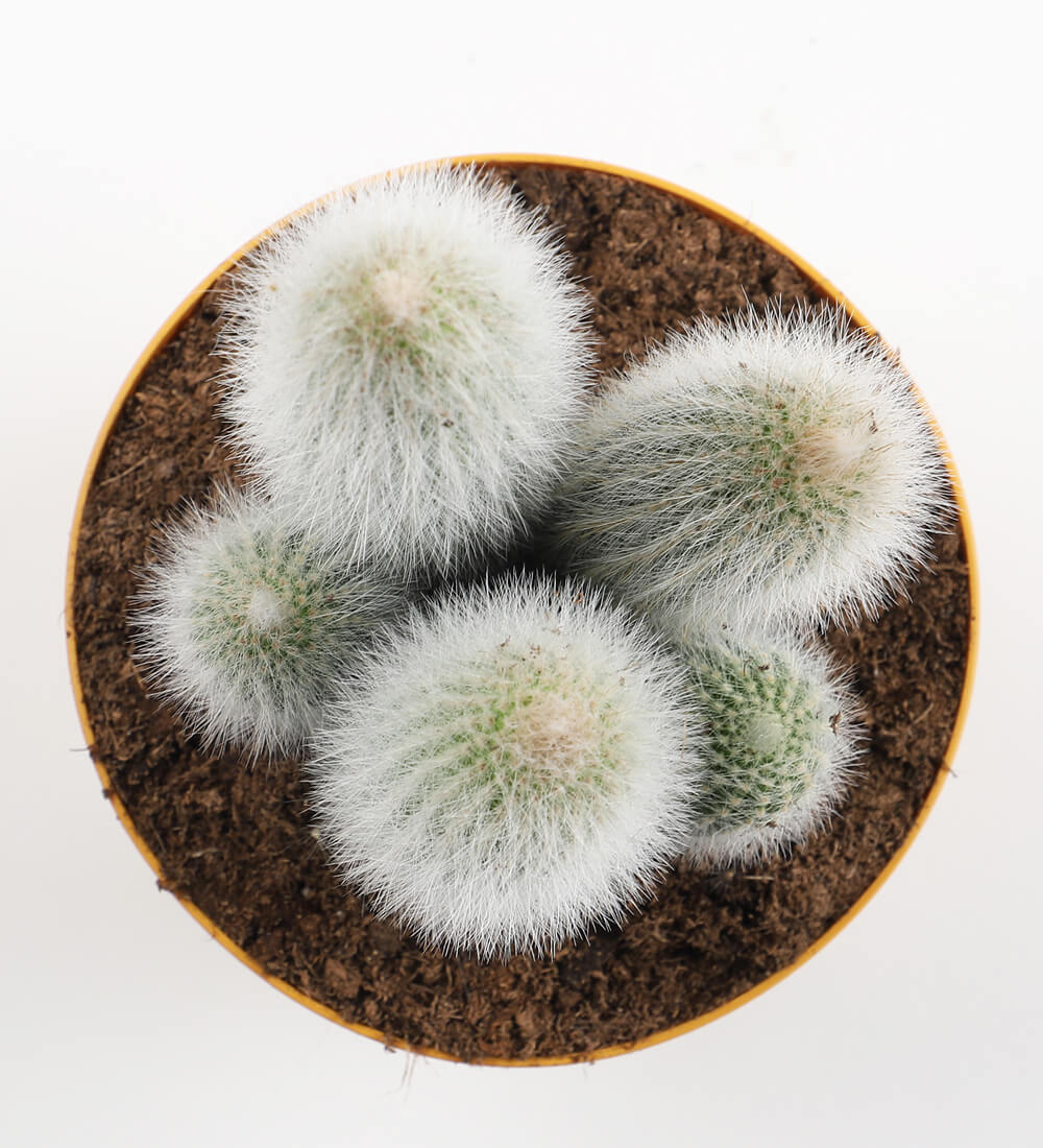 Pilosocereus chrysostele