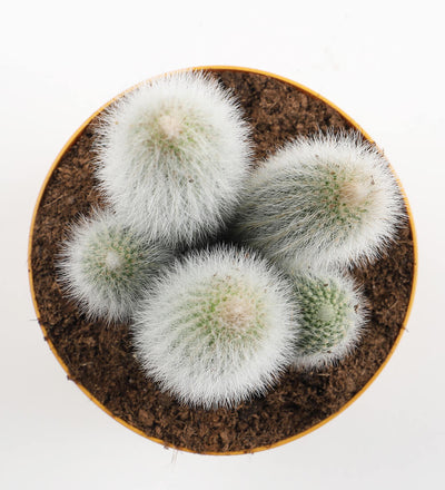 Pilosocereus chrysostele