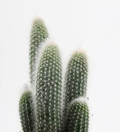 Pilosocereus chrysostele