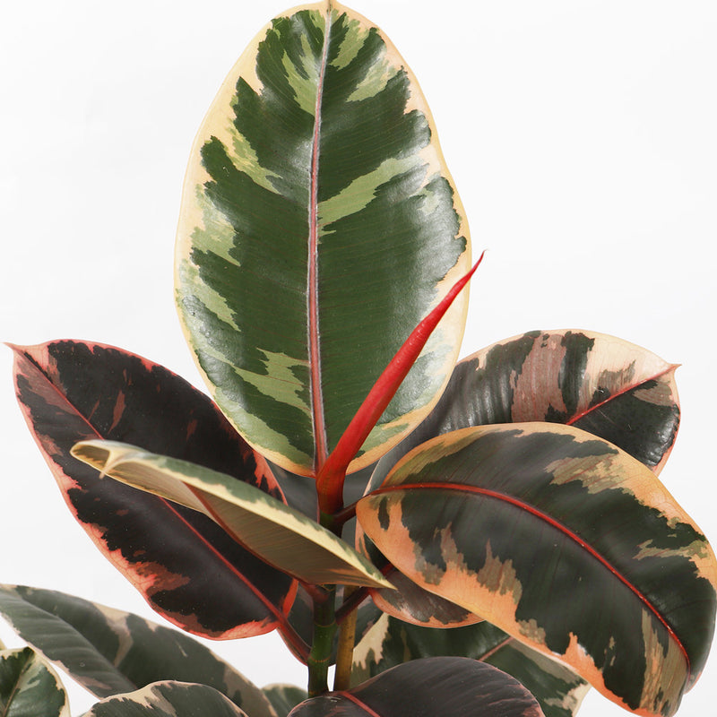 Ficus Elastica Belize